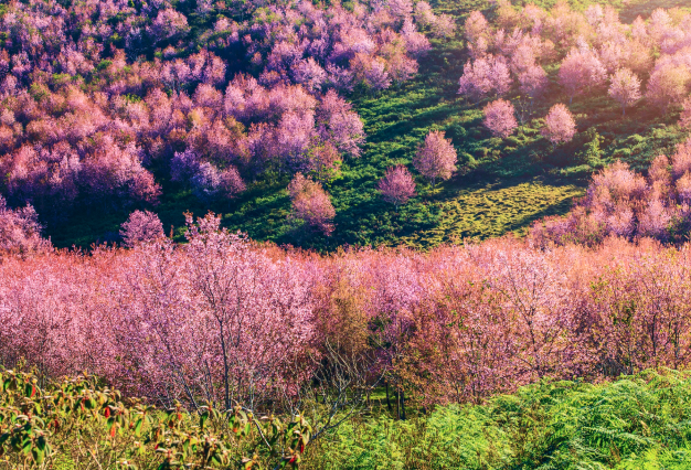 西藏迷 拉薩林芝桃花節日喀則納木錯8日(5★)